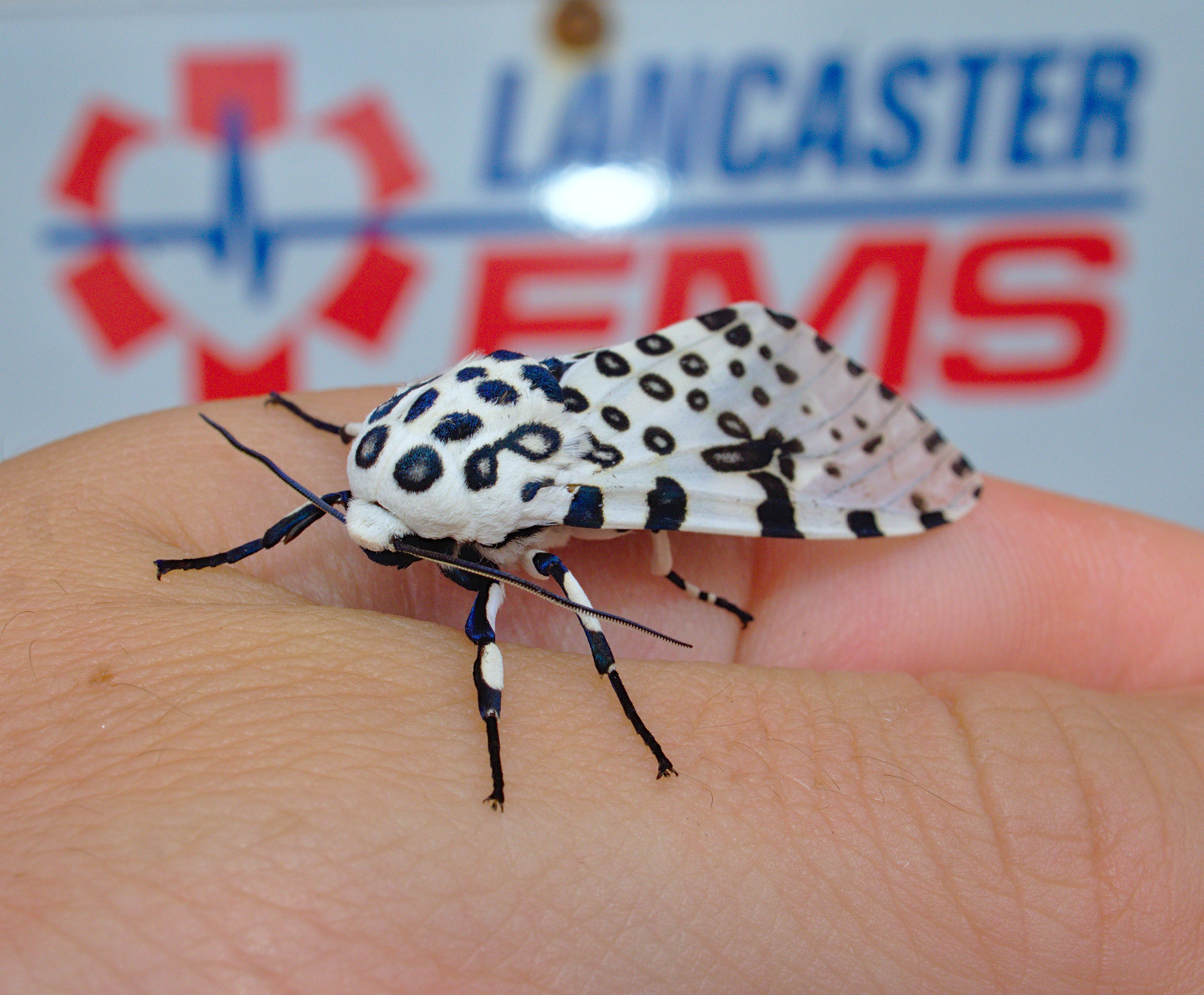 This is not particularly large for a moth and very small compared to a leopard-- so why is it called giant_20200630.jpg